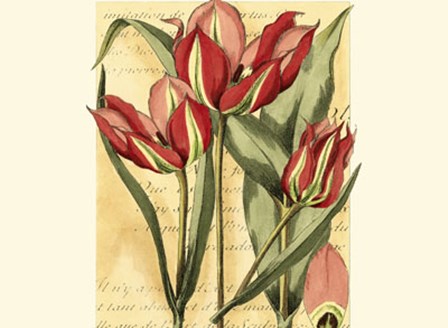 French Tulip by Samuel Curtis art print