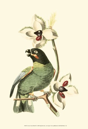 Cuvier Exotic Birds III by Baron cuvier Georges art print