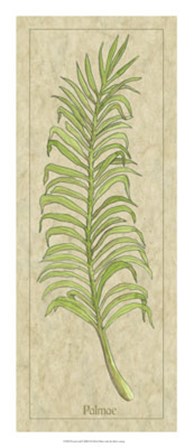 Palmae Leaf by Alicia Ludwig art print