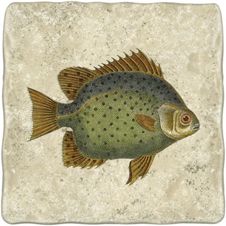 Butterfly Fish II by Vision Studio art print