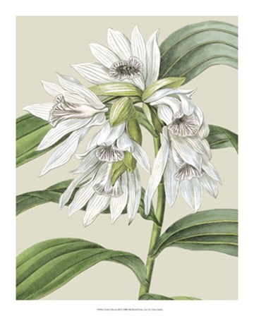 Orchid Blooms III by Vision Studio art print