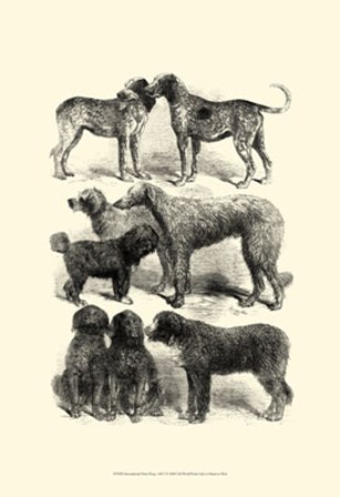 International Show Dogs, 1863  I by Harrison Weir art print