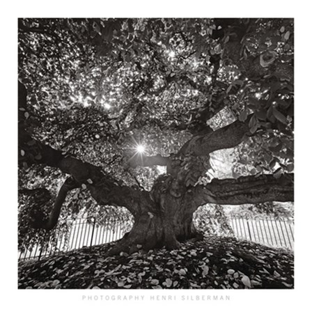 Under Camperdown Elm, Prospect Park by Henri Silberman art print