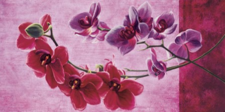 Composizione di orchidee by Sara J. Cortesse art print