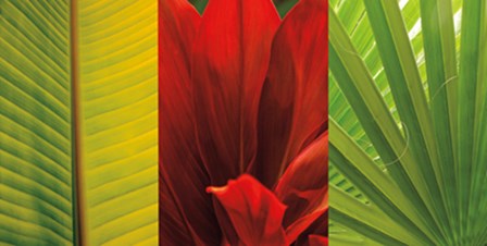 Tropical Treasure II by John Seba art print