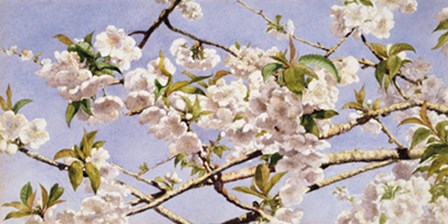 Apple Blossoms by John William Hill art print