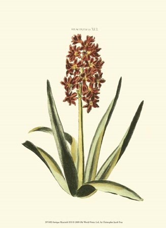 Antique Hyacinth XVI by Christoph Jacob Trew art print