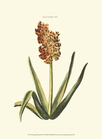 Antique Hyacinth XV by Christoph Jacob Trew art print