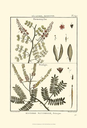 Fern Classification II by Denis Diderot art print