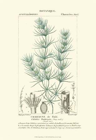 Botany I by Pierre Jean Francois Turpin art print