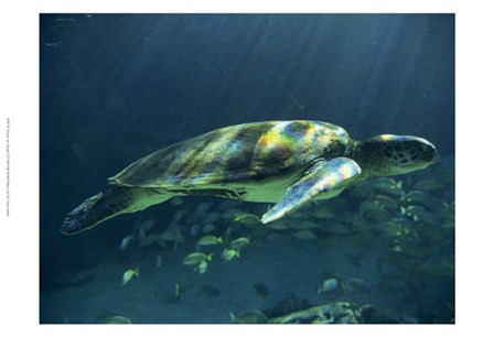 Aegean Sea Turtles I by Vision Studio art print