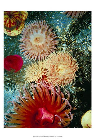 Graphic Sea Anemone III by Vision Studio art print