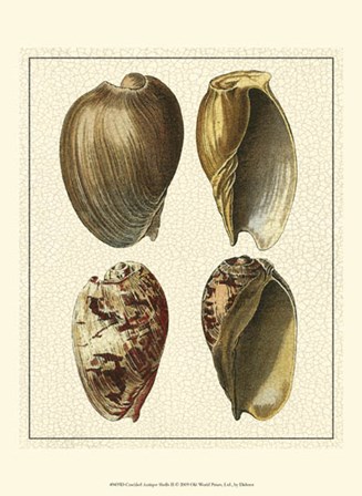 Crackled Antique Shells II by Denis Diderot art print