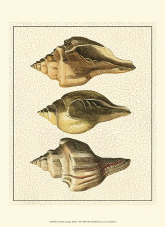 Crackled Antique Shells VI by Denis Diderot art print