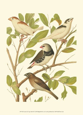 Canaries &amp; Cage Birds II by Cassell art print