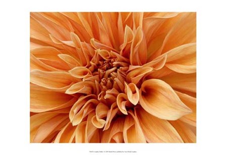 Graphic Dahlia I by Rachel Perry art print