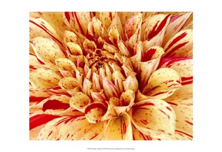 Graphic Dahlia III by Rachel Perry art print