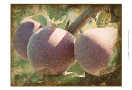 Vintage Apples I by Jason Johnson art print