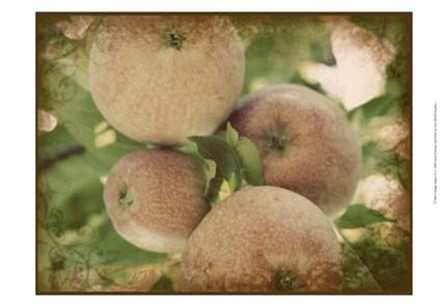 Vintage Apples IV by Jason Johnson art print