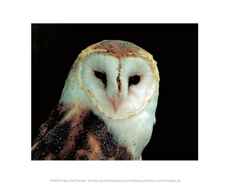 Barn Owl Portrait art print