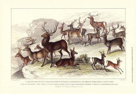 Deer Varieties by J. Stewart art print