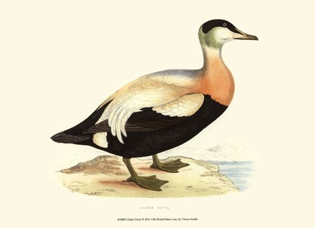 Eider Duck by Vision Studio art print