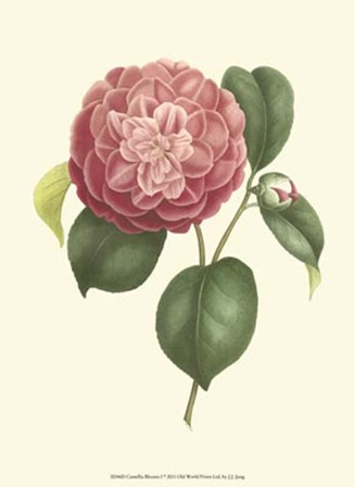 Camellia Blooms I by J. J. Jung art print