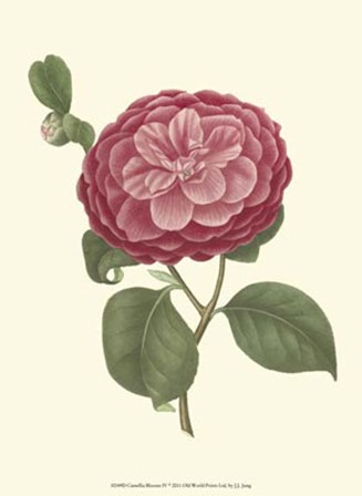 Camellia Blooms IV by J. J. Jung art print