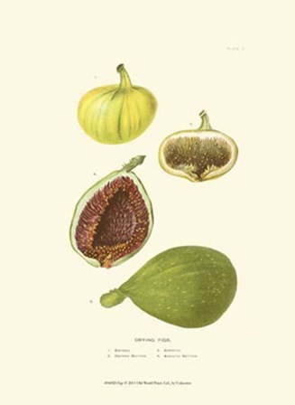 Figs art print