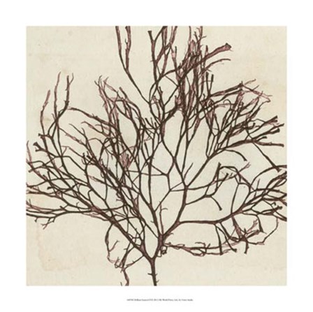 Brilliant Seaweed II by Vision Studio art print