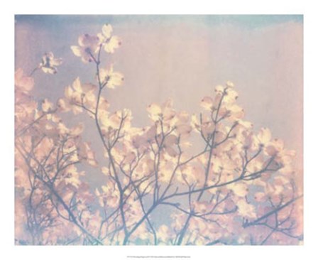 Flowering Dogwood II by Jason Johnson art print