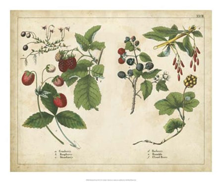 Kitchen Fruits II art print