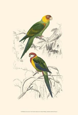 Birds of Costa Rica IV by C. D&#39;orbigney art print