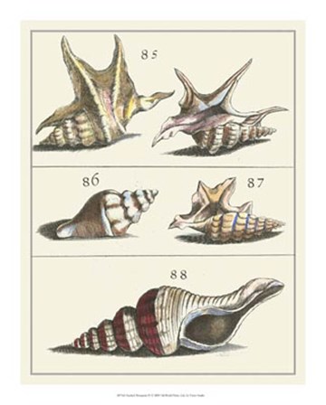 Seashell Menagerie IV by Vision Studio art print