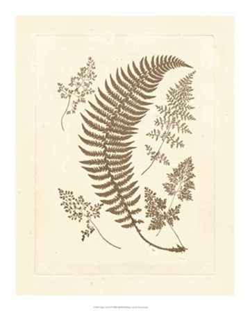 Sepia Ferns IV by Vision Studio art print