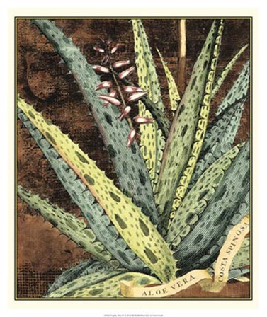 Graphic Aloe IV by Vision Studio art print