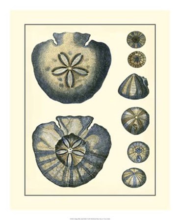 Antique Blue Sanddollar by Vision Studio art print