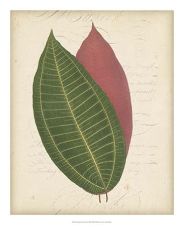 Textured Leaf Study I by Vision Studio art print