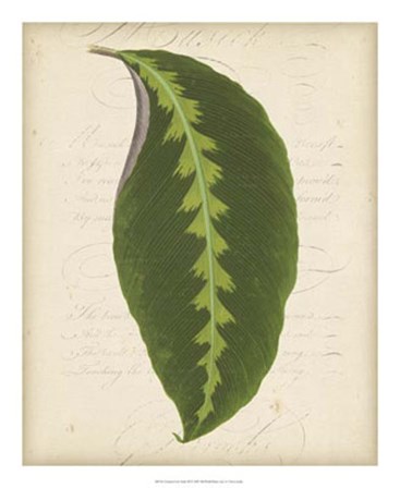 Textured Leaf Study III by Vision Studio art print