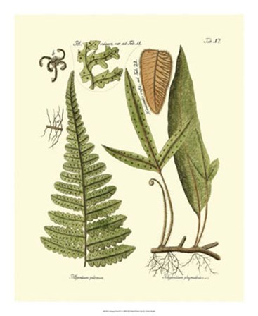 Antique Fern IV by Vision Studio art print