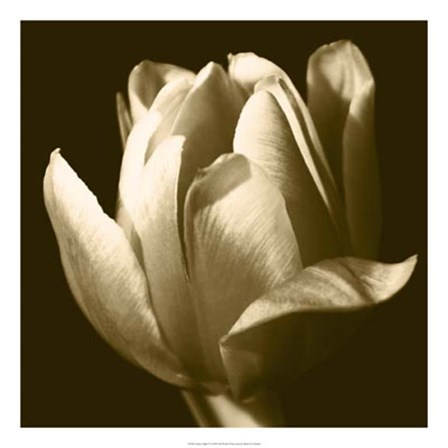 Sepia Tulip II by Renee Stramel art print