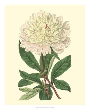 Chinese Peony by George Edwards art print