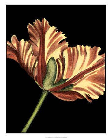 Vibrant Tulips I by Ethan Harper art print