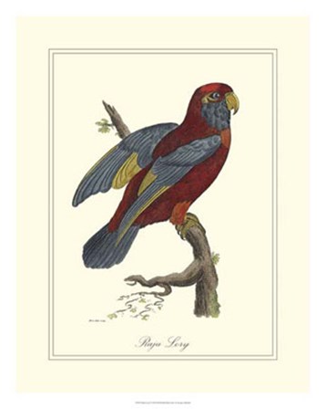 Raja Lory by George Edwards art print