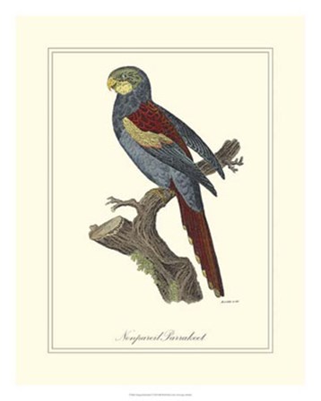 Nonpareil Parrakeet by George Edwards art print