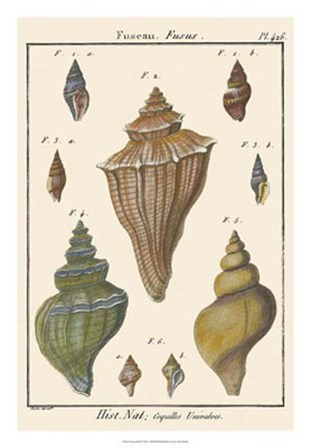 Fuseau Shell pl. 426 by Vision Studio art print