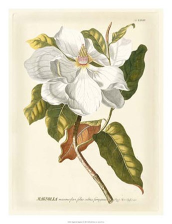 Magnificent Magnolias I by Jacob Trew Christoph art print