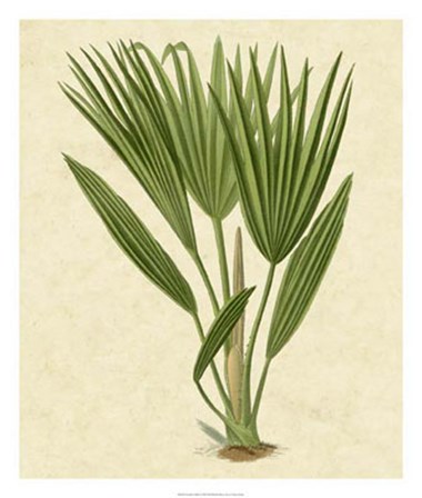 Bourbon Palm by Vision Studio art print