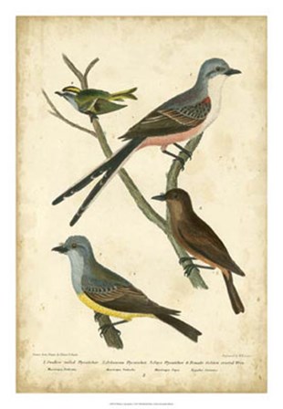 Wilson&#39;s Flycatcher by Alexander Wilson art print