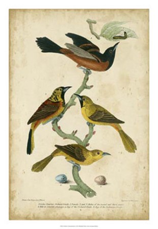 Wilson&#39;s Orchard Oriole by Alexander Wilson art print